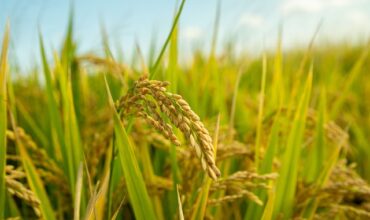 Arimr młody rolnik 2025