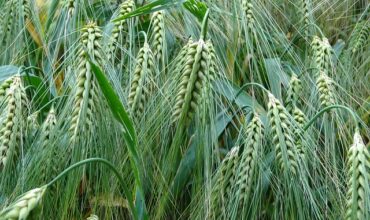 Jak zostać młodym rolnikiem w 2025