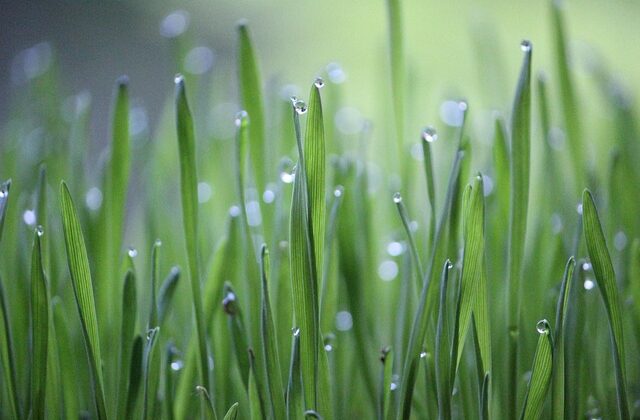 Jakie warunki trzeba spełnić Aby dostać dofinansowanie Rozwój małych gospodarstw