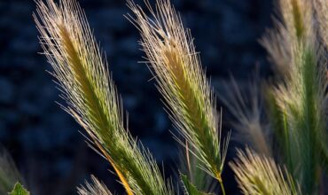 Młody rolnik 2025 komu nie przysługuje