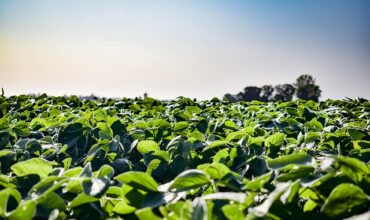 Młody rolnik 2025 punkty