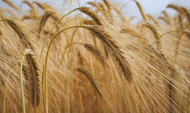 Rozwój małych gospodarstw 2025 arimr