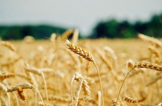 Rozwój małych gospodarstw 2025 termin