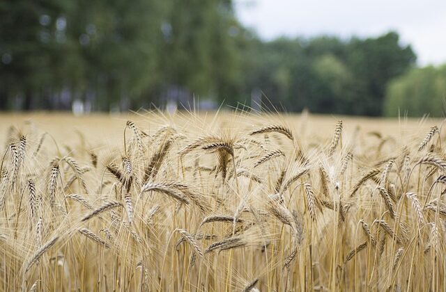 Rozwój małych gospodarstw 2025 wymagania