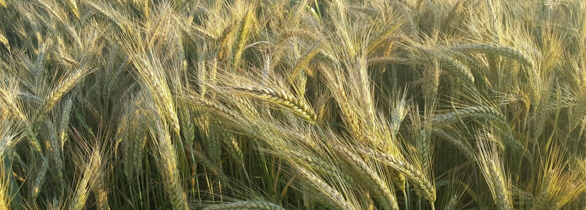 Dotacje OZE dla rolników 2025 obszar B