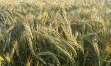 Dotacje OZE dla rolników 2025 obszar B