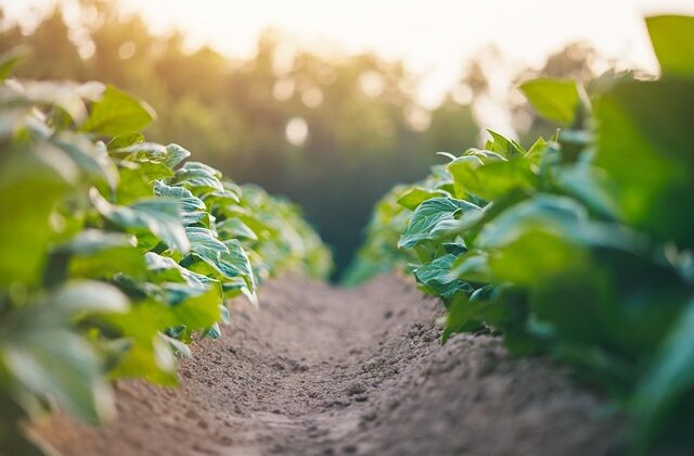 Młody rolnik 2026 komu nie przysługuje