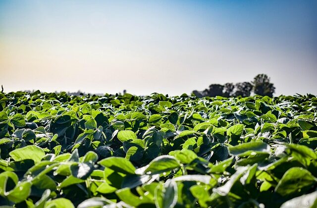 Młody rolnik rozliczenie po 5 latach